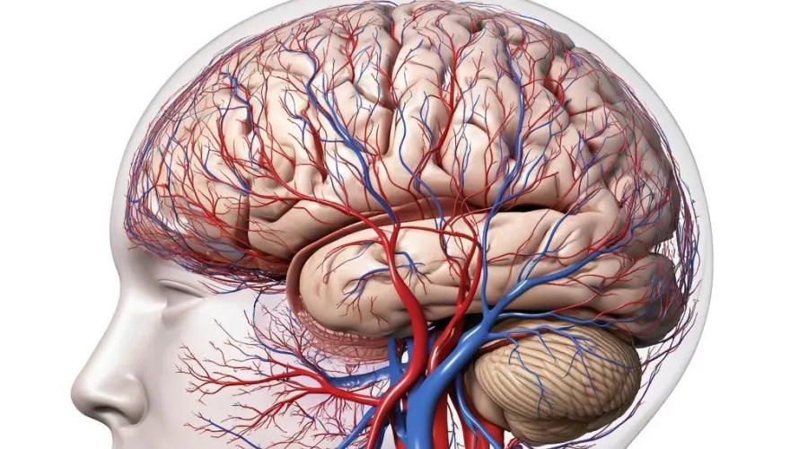 Проведение МРТ сосудов головного мозга в Нахабино